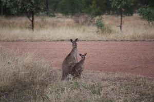 Two kangaroos stand on dry grass near a dirt road, with trees and bushland in the background. The larger kangaroo stands upright while the smaller one is crouched beside it.