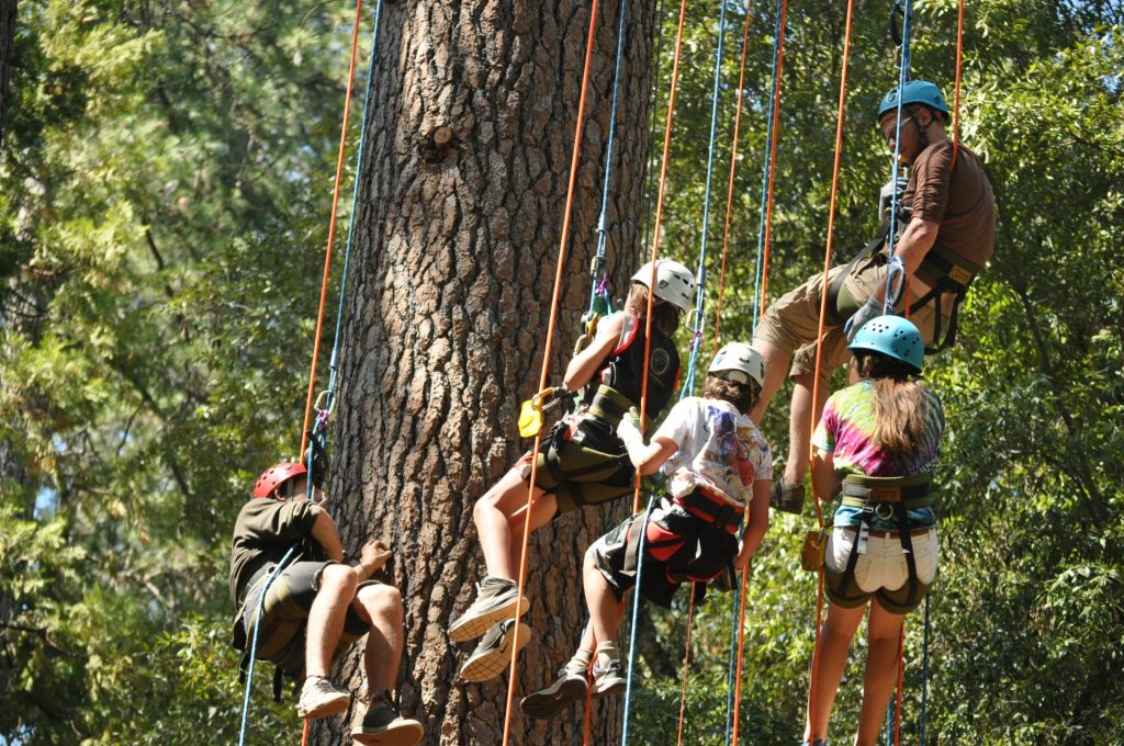 Five people wearing harnesses and helmets climb ropes attached to a tall tree in a forest, enjoying family camp activities as sunlight filters through green leaves in the background.