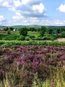 A scenic landscape with purple heather in the foreground, green bushes and trees in the middle ground, and rolling hills under a blue sky with scattered clouds in the background.