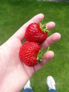 A hand holds two ripe, red strawberries with green stems, against a background of green grass and a glimpse of white shoes below.
