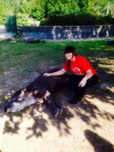 A woman in a red shirt kneels on the ground, smiling and petting a tapir that is lying down in a sunny outdoor enclosure with trees and a wall in the background.