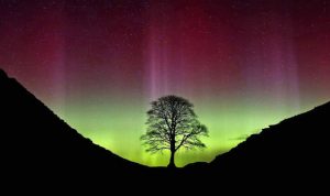 A silhouetted tree stands between two dark hills under a sky glowing with green and purple hues of the northern lights, with stars visible above.