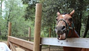 A brown horse with a green halter stands behind a wooden fence, sticking its tongue out playfully. Trees and greenery are visible in the background.