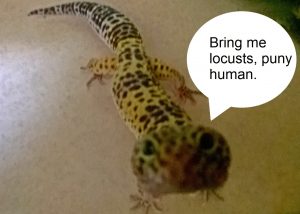 A leopard gecko facing the camera with a speech bubble that says, Bring me locusts, puny human.