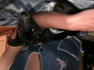 A black and white puppy lies in a person’s arms. The person is wearing a blue denim vest and plaid pants and is sitting on the floor indoors. The puppy looks up with a slightly worried expression.