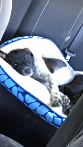 A black and white puppy is lying in a blue and white pet bed on the back seat of a car, looking relaxed and slightly sleepy.