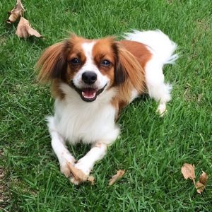 A small brown and white dog with long ears lies on green grass, looking up and smiling. A few dried brown leaves are scattered around.