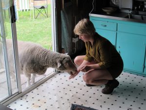 A woman feeding a sheep.