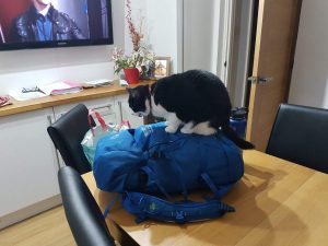 A black and white cat sits on top of a large blue backpack placed on a wooden dining table. There are shopping bags, a flower arrangement, and a TV showing a person in the background.