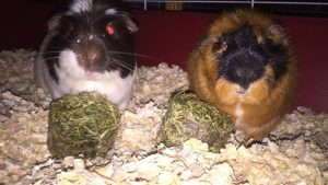 Two guinea pigs sit side by side on wood shavings in a cage, each facing a pile of dried green food. One guinea pig is black and white, and the other is brown and black. Both have red eyes reflecting the camera flash.