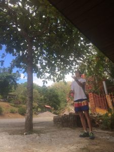 A man in a white T-shirt and colorful shorts stands under a leafy tree, reaching up toward its branches. The background includes greenery, a dirt road, and a red fence. The sky is partly cloudy.