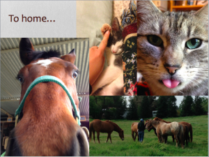 A collage with To home... text, showing a close-up of a horse, a hand petting a kitten, a tabby cat sticking its tongue out, and several horses grazing in a green field with people.