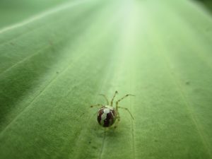 Spiders are cool.