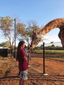 A person wearing a burgundy shirt and shorts feeds a giraffe through a chain-link fence at a zoo or wildlife park on a sunny day, with trees and clear sky in the background.