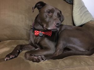 A brown dog with a red polka dot bow tie lies curled up on a brown couch, looking off to the side. There is a green textured pillow behind the dog.