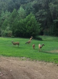 Five deer stand and graze on a grassy clearing bordered by dense green trees and bushes, with a wooded area in the background.