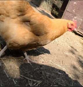 A light brown chicken with a red comb walks on dry dirt and straw near a wooden structure, casting a shadow on the ground in a sunny outdoor area.