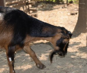 A brown and black goat with a prominent beard bends its head toward the ground in a sunlit outdoor area with dirt and scattered hay.