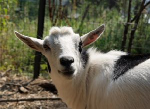 A white goat with black markings stands outside, looking at the camera, with a blurred background of green plants and a wire fence.