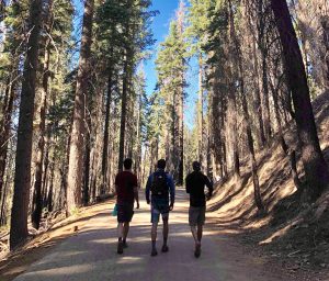 Three people walk along a wide forest trail surrounded by tall pine trees under a clear blue sky, with sunlight filtering through the branches.
