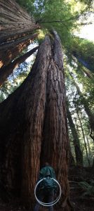 A tall redwood tree towers into the sky in a sunlit forest, with a green hiking backpack resting at its base, emphasizing the immense size of the tree.