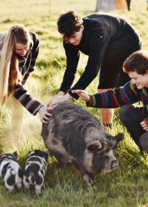 Three people kneel and smile as they pet a large pig and two piglets in a grassy field on a sunny day. The piglets have black and white markings, and the group appears happy and engaged with the animals.