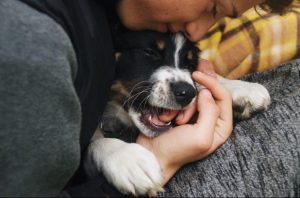 A person cuddles closely with a black, white, and brown puppy, gently holding its face while the puppy playfully chews on their hand. The scene conveys warmth and affection.