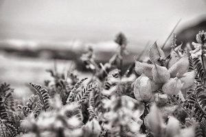 Black and white close-up of wild plants and leaves, with feathery and textured details in the foreground; the background is softly blurred, suggesting an outdoor natural setting.
