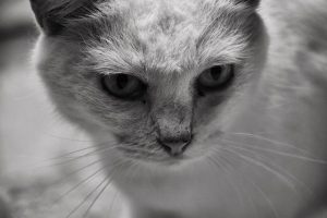 Close-up black and white photo of a cat with light fur, looking slightly to the side with an intense, focused expression. The details of its face, whiskers, and eyes are clearly visible.