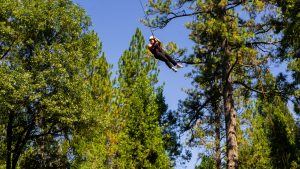 A person ziplining through tall pine trees on a sunny day, suspended high above the forest floor against a clear blue sky.