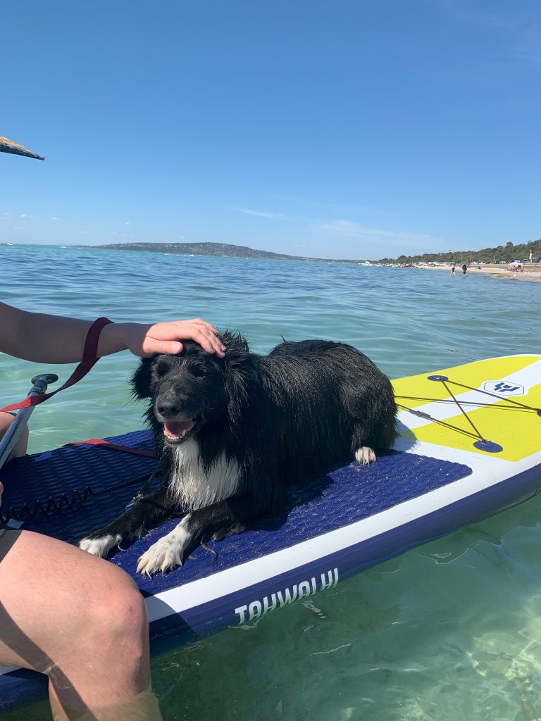 A black and white dog lies on a paddleboard in clear, shallow water. A person’s hand is gently petting the dog’s head. The sky is bright blue and a distant shoreline is visible.