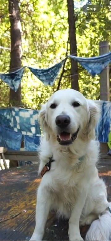 archie